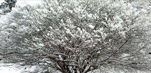 شجرة زينها الثلج ببراعة - السويد.
